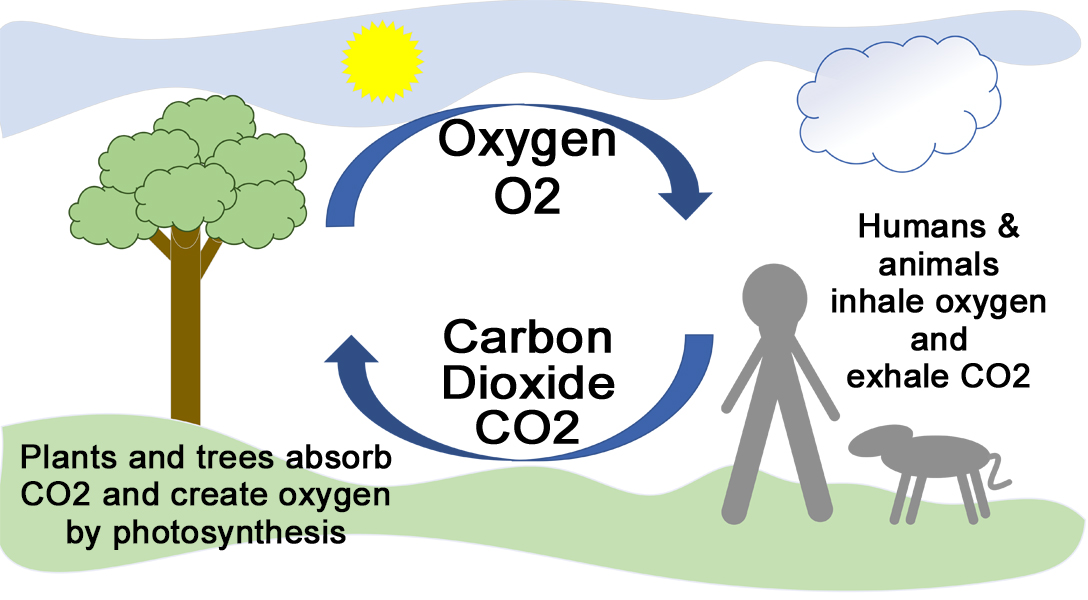 state four uses of oxygen and carbon dioxide